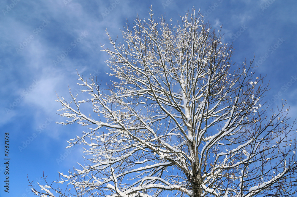 雪とユリの木