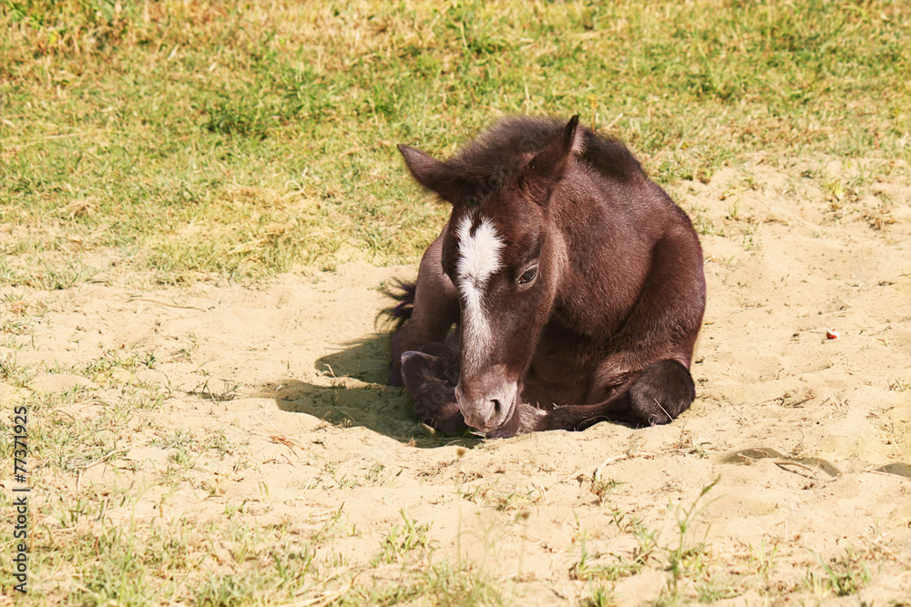 Fototapeta premium wild horse foal