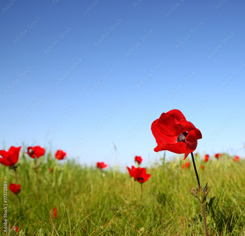 Obraz premium low angle photo of red poppies against sky with light burst.