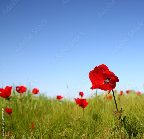 low angle photo of red poppies against sky with light burst.