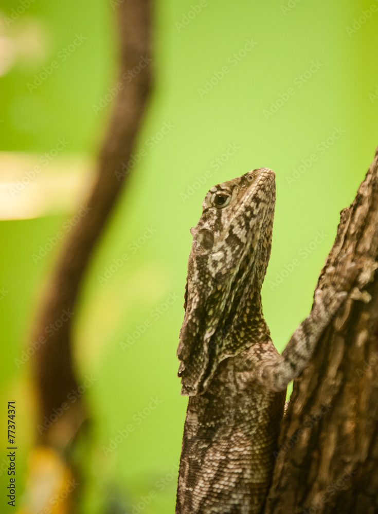 lizard lizard