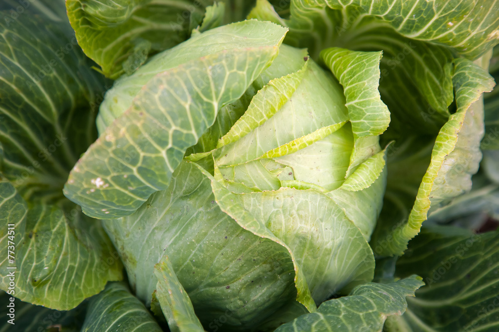 Obraz premium cabbage