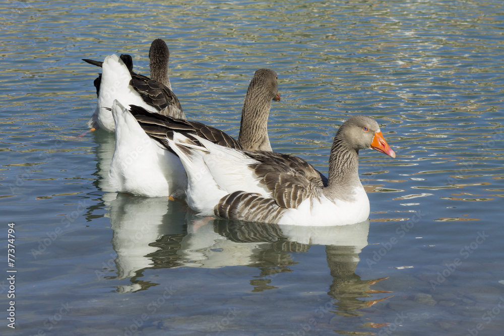 Fototapeta premium hree ducks on a lake