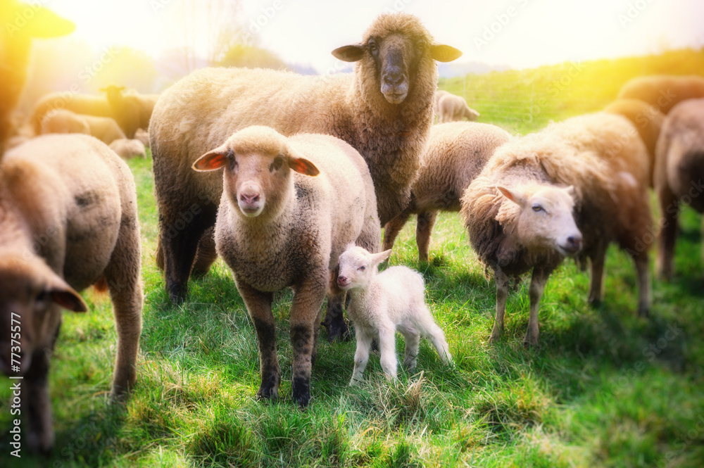 Obraz premium Sheep herd at green field