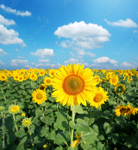 Sunflower field in the sunny day.