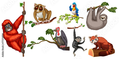 Animals
