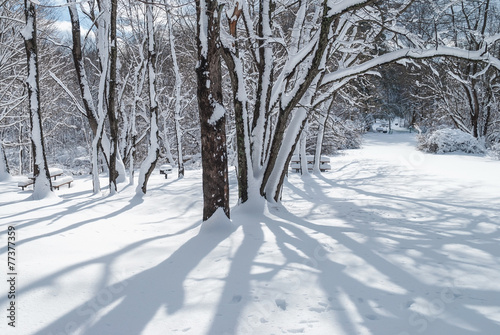 Winter Shadows © Andrew Kazmierski