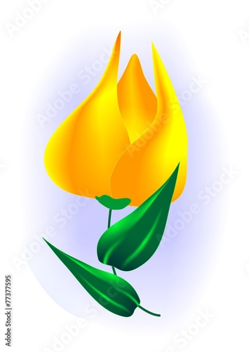 tulipani