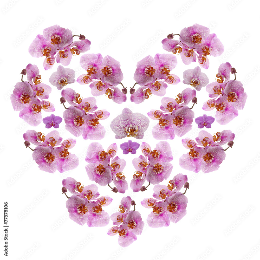 Beautiful flowers in shape of heart isolated on white