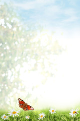 spring background for Your text