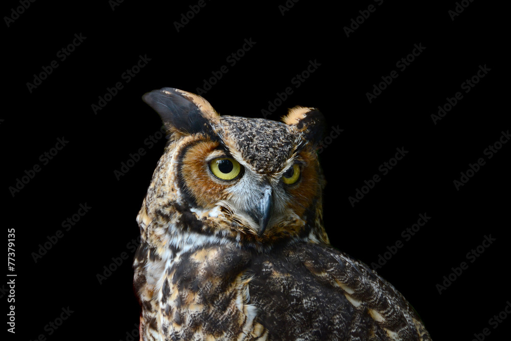 Fototapeta premium Great Horned Owl