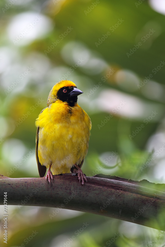 Fototapeta premium Dorfweber (Ploceus cucullatus)