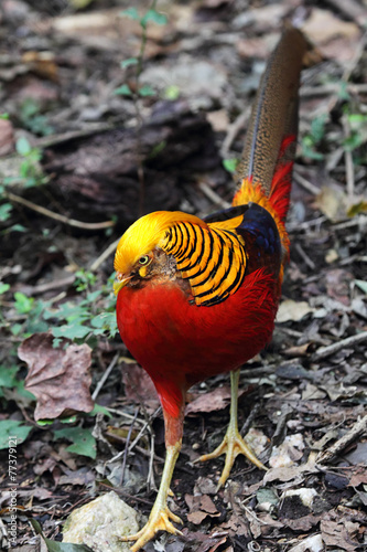 Goldfasan (Chrysolophus pictus) photo