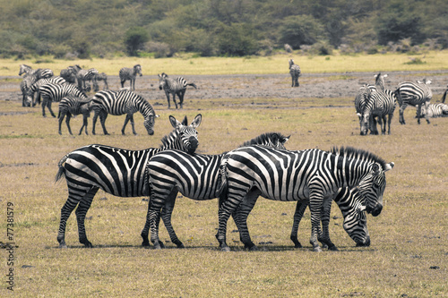 Zebra in National Park. Africa  Kenya