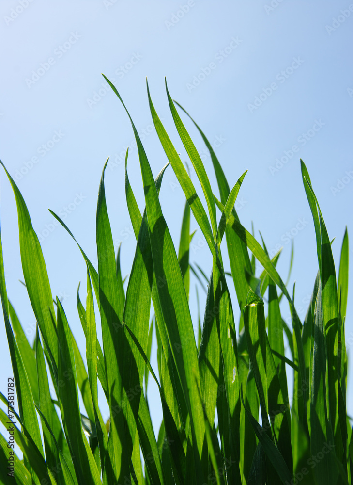 grass and sky