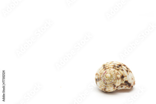 Seashell. Keychain. Photo.