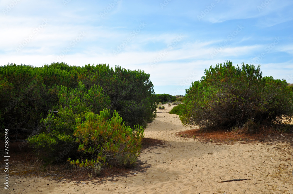 Punta Umbria - Costa de la Luz - dunes Punta Umbria - Costa de la Luz - dunes