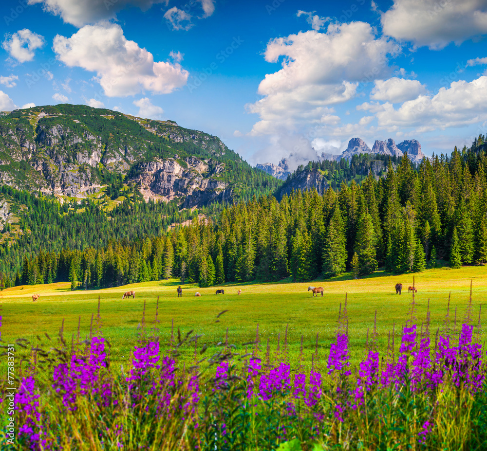 Fototapeta premium Pasture for horses in National Park Tre Cime di Lavaredo