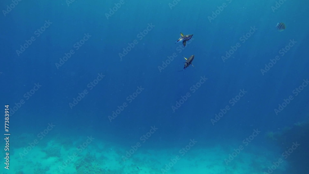 Two fishes swimming in to big blue sea Two fishes swimming in to big blue sea
