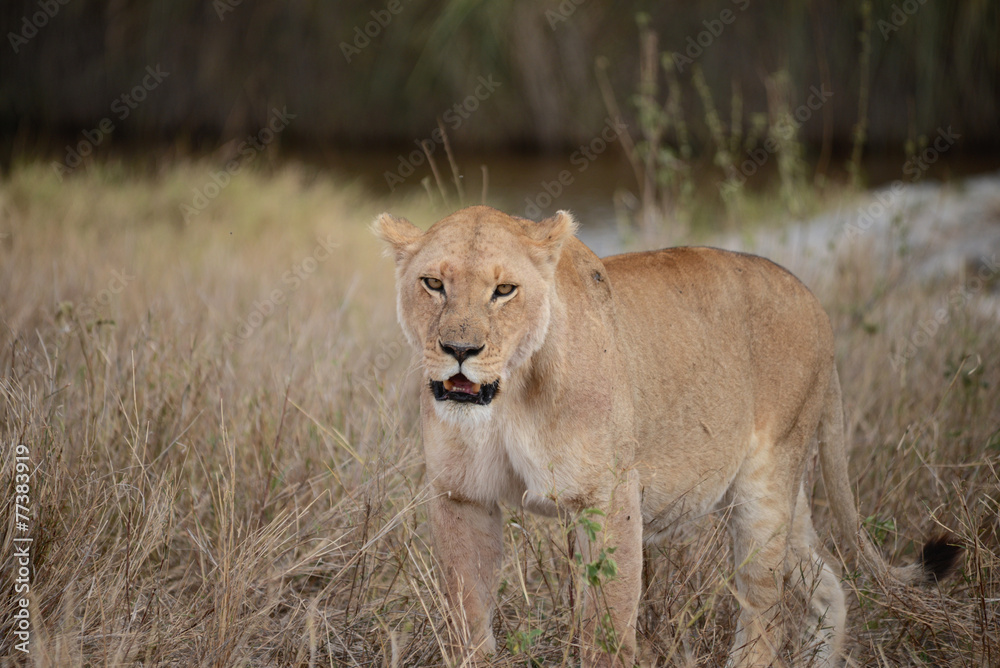Female Lion - Lioness - wild africa nature Female Lion - Lioness - wild africa nature