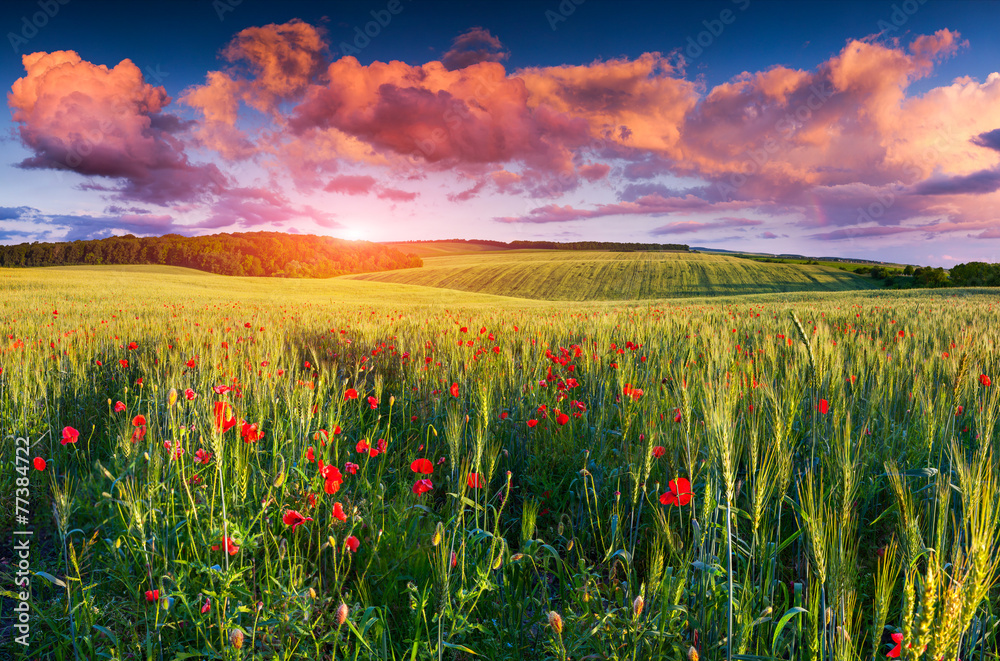 Colorful summer sunrise on the field of wheat
