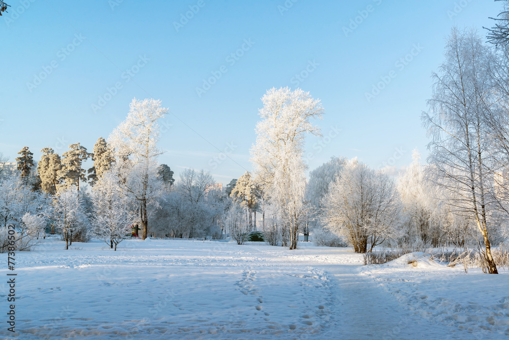 beautiful winter forest on sunny day beautiful winter forest on sunny day