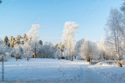 beautiful winter forest on sunny day © olgavolodina