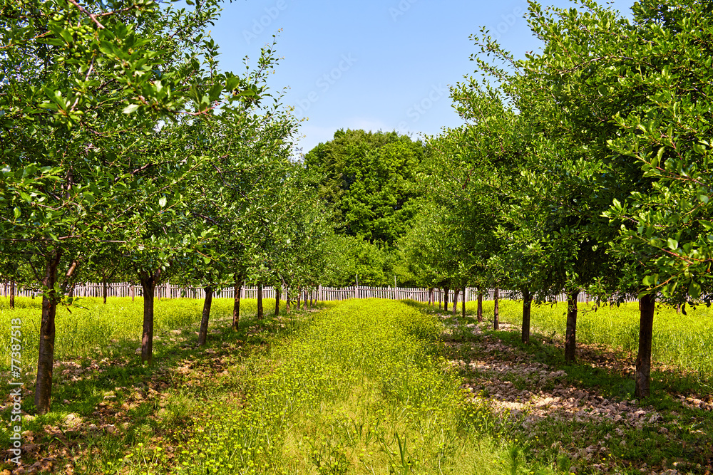 Naklejka premium Orchard of plum trees