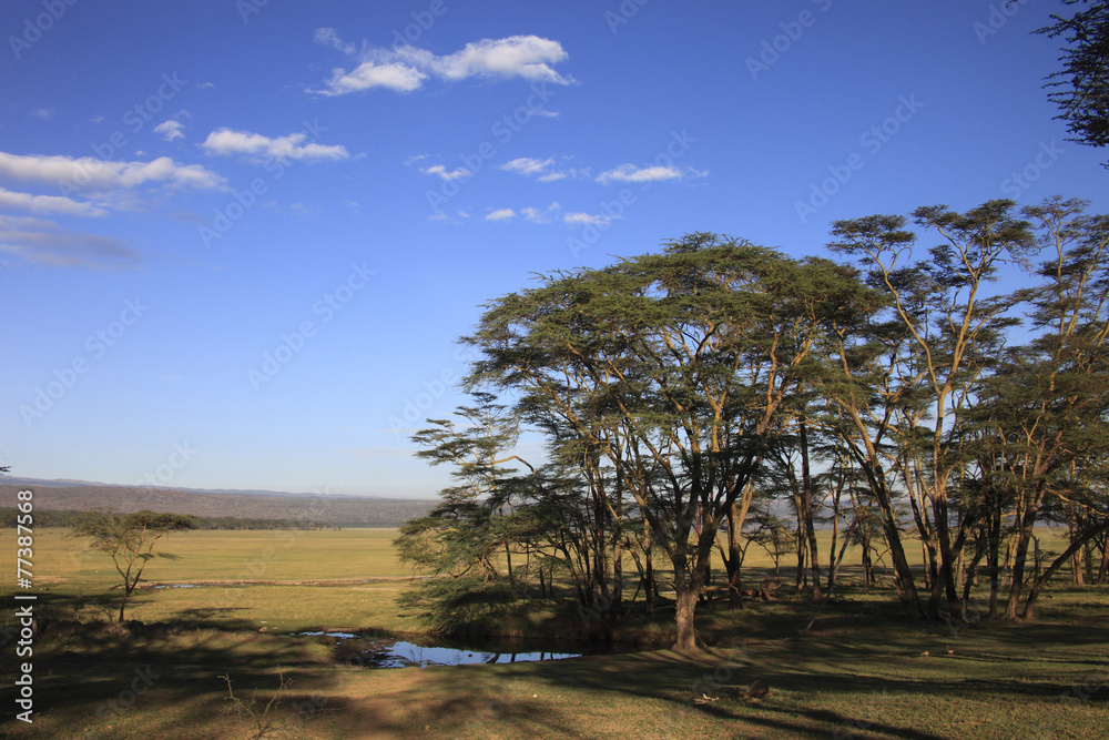 Fototapeta premium Parco lago Nakuru,Kenya.
