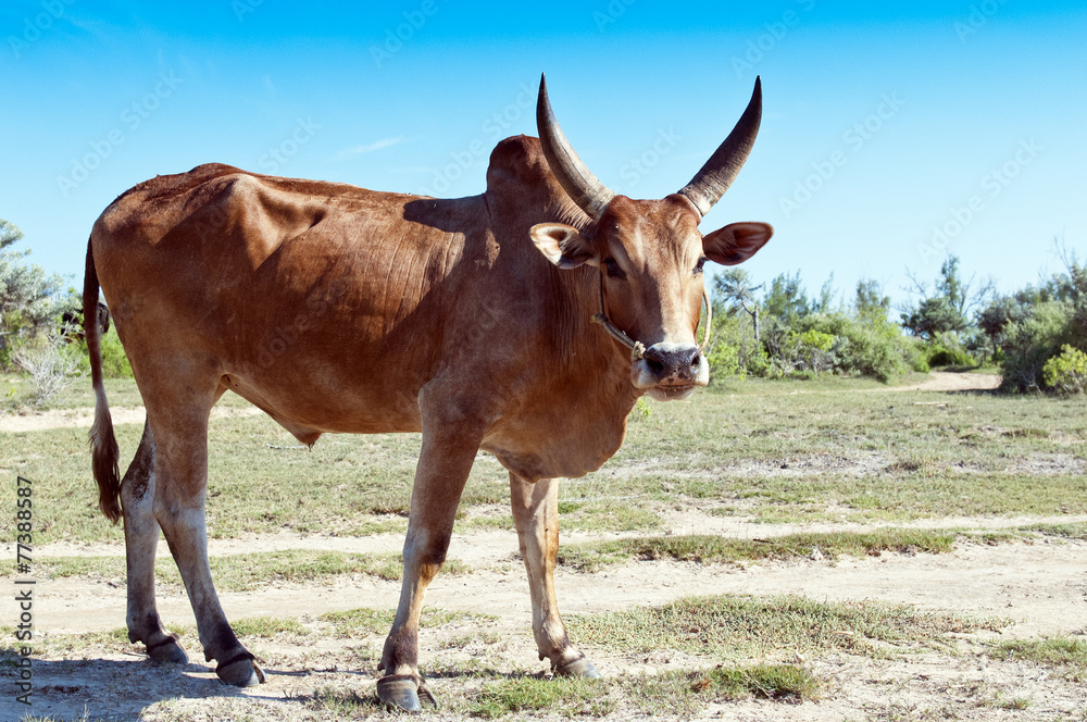 Zebu Stock Photo Adobe Stock