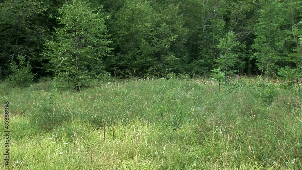 Guy instructs his friend hastly and hides back into the grass Guy instructs his friend hastly and hides back into the grass