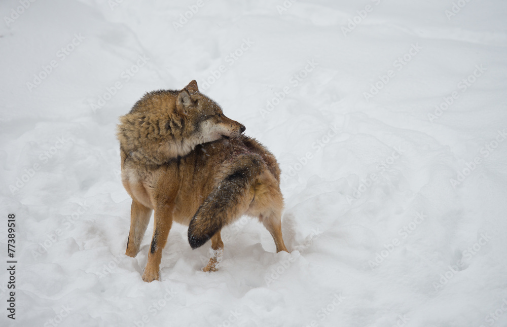 Obraz premium Wolf (Canis lupus) in winterlichen Wald