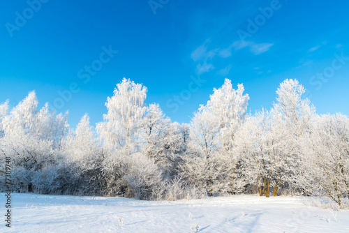 beautiful winter forest on sunny day © olgavolodina
