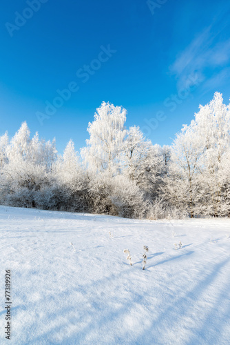 beautiful winter forest on sunny day