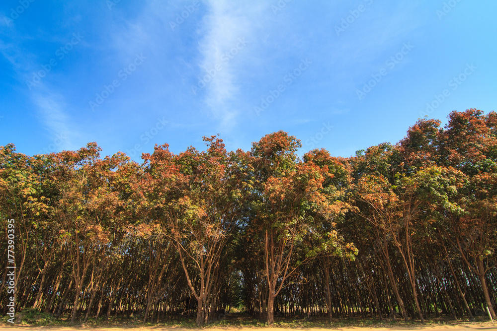 Fototapeta premium Rubber trees against blue sky