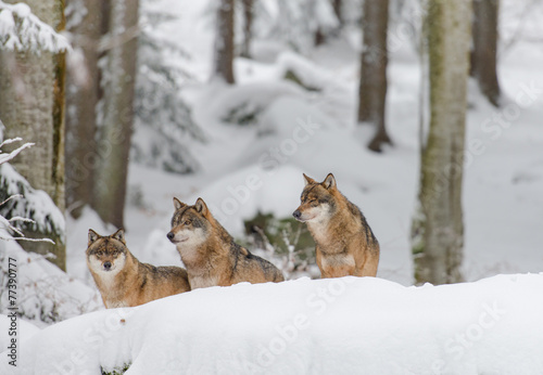 Wolfsrudel im Winterwald
