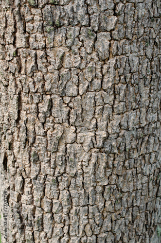 Fototapeta Naklejka Na Ścianę i Meble -  wood texture