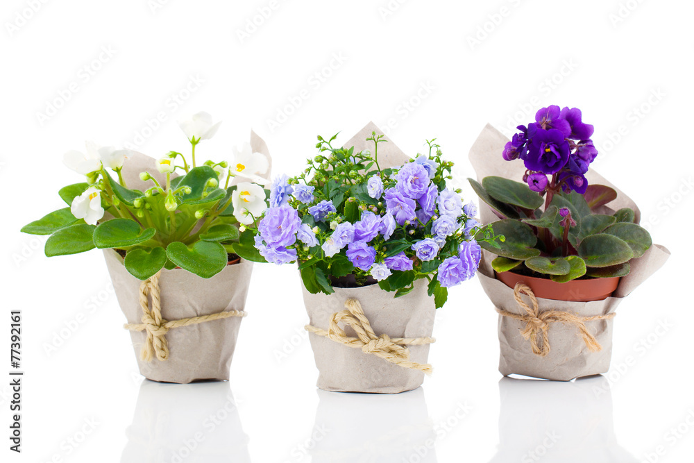 blue Campanula terry, blue and white Saintpaulias flowers in pap blue Campanula terry, blue and white Saintpaulias flowers in pap