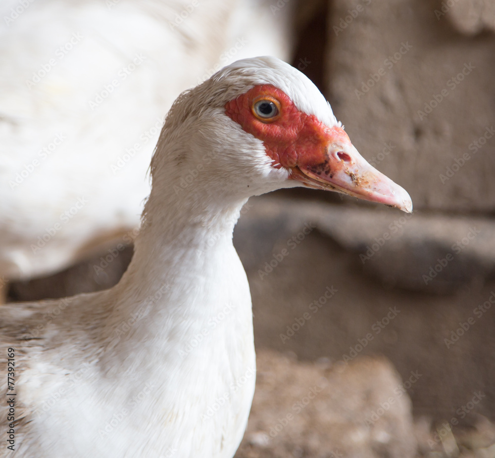 Goose on the farm Goose on the farm
