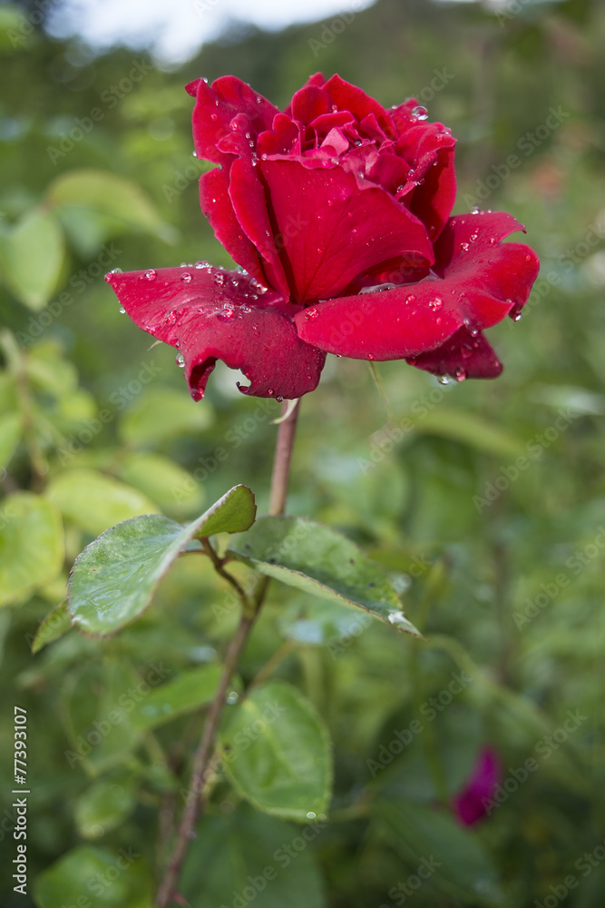 Vivid red rose with drops of dew on the petals