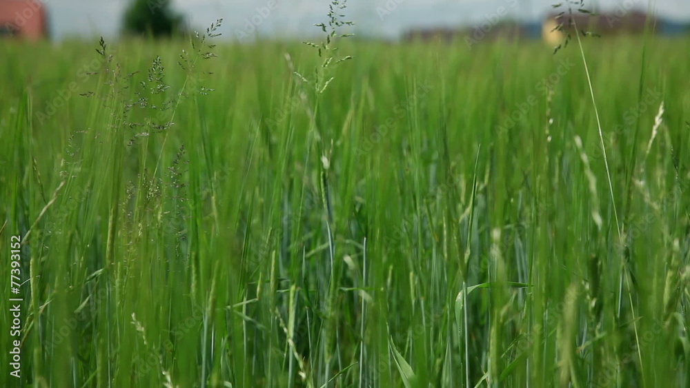 Close up on green grass at day Close up on green grass at day