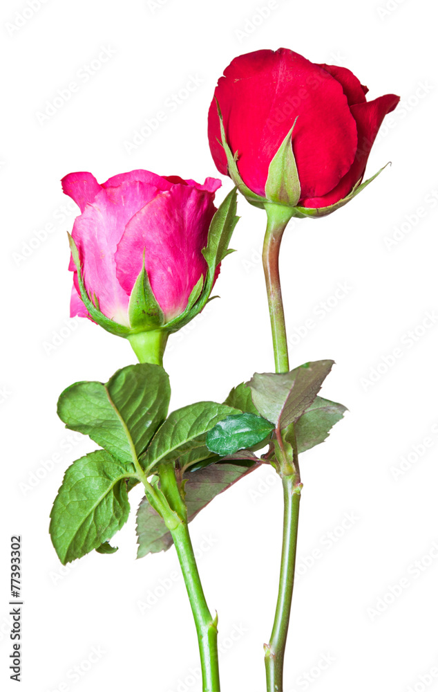 Roses on background Roses on background