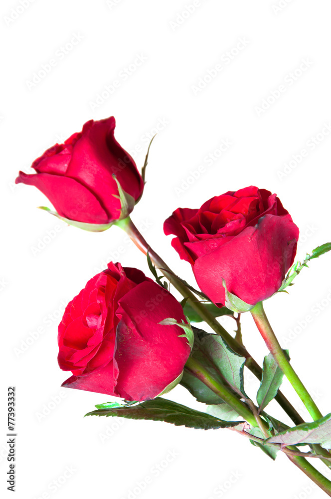 Three red roses isolated on white background Three red roses isolated on white background