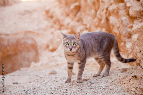 Desert valley cat
