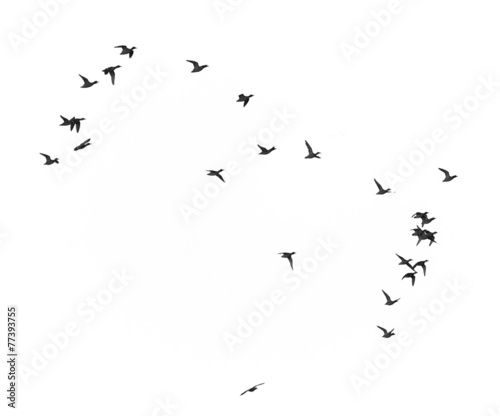 duck in flight on a white background © schankz