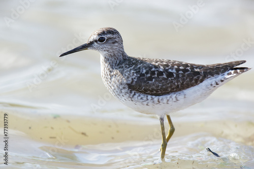  Wood Sandpiper (Tringa glareola)