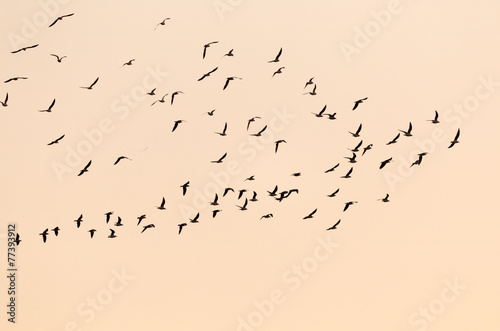 Fototapete a flock of birds at sunset