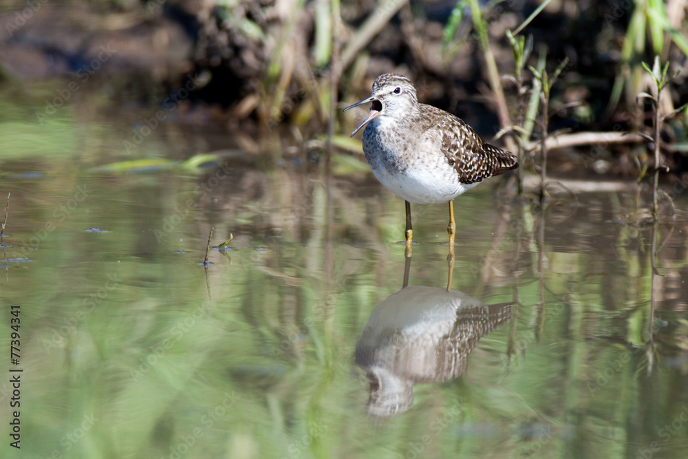 Wood Sandpiper (Tringa glareola) Wood Sandpiper (Tringa glareola)