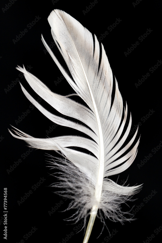 Obraz premium feather on a black background