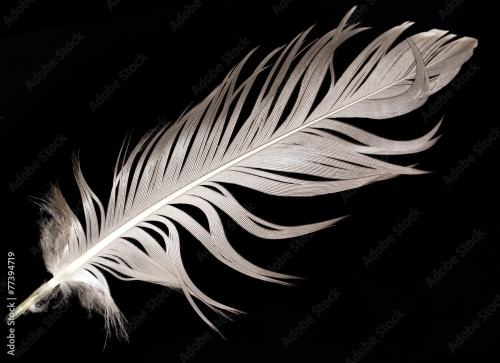 feather on a black background feather on a black background